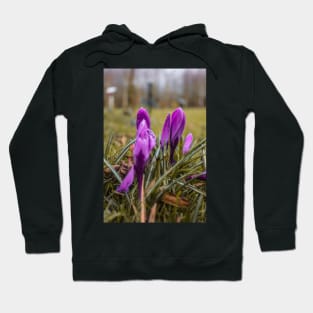 Beautiful Purple flowers on a rainy autumn day Hoodie